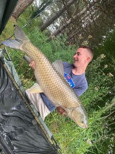 Grass Carp