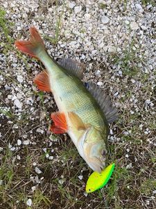 European Perch
