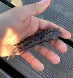 Giant Goby