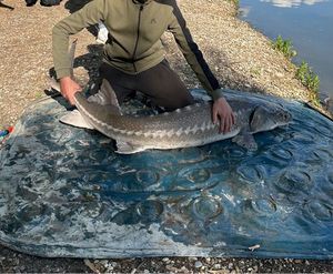 Sturgeon