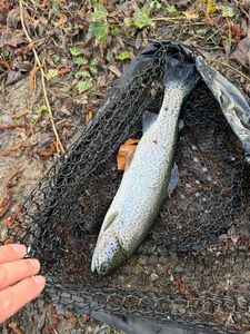 Rainbow Trout