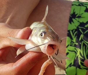 poisson chats