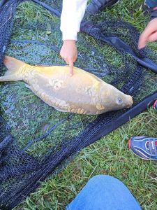 Leather Carp