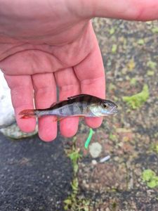 European Perch