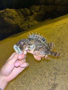 Brown Scorpionfish