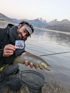 Brown Trout