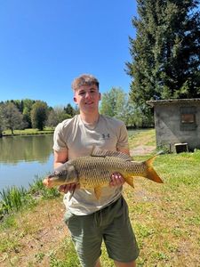 Common Carp