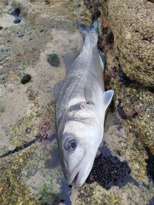 European Bass (Seabass)