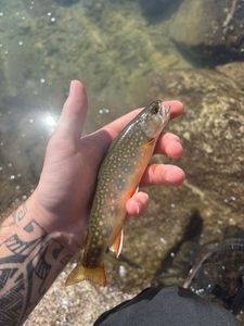 Brook Trout