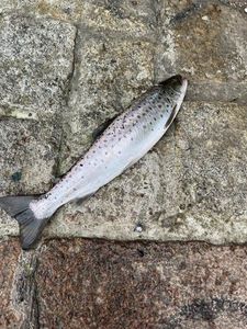Sea Trout