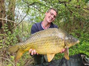 Common Carp