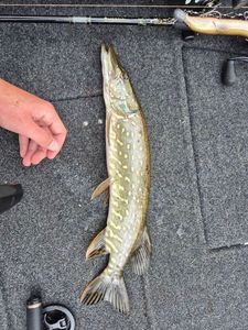 Northern Pike