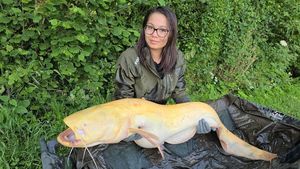 Silure mandarin
