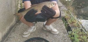 Chub