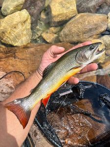 Brook Trout