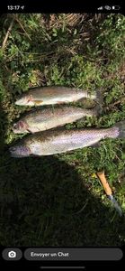 Rainbow Trout