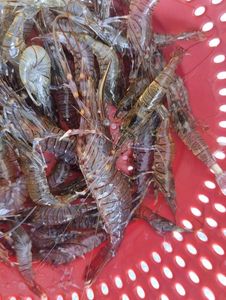 Common Prawn