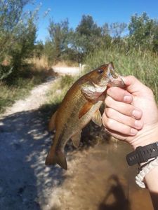 Largemouth Bass