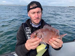 Red Porgy