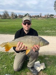 Common Carp