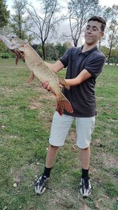 Northern Pike