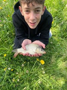 Common Carp