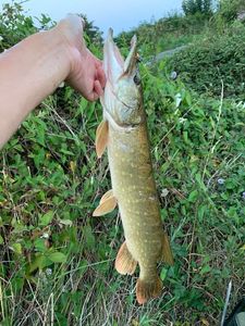 Northern Pike