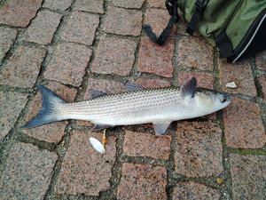 Thicklip Grey Mullet