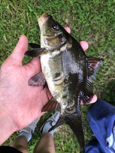 Leather Carp