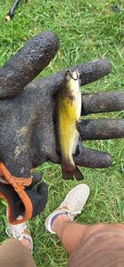 Black Bullhead