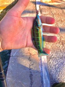 Ornate Wrasse
