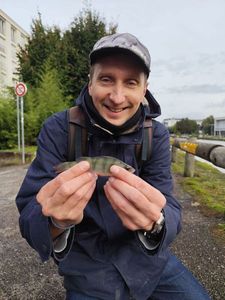 European Perch