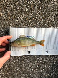 European Perch