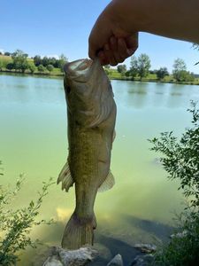 Largemouth Bass