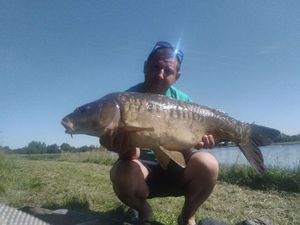 Mirror Carp
