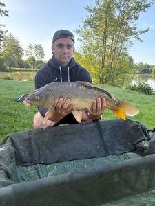 Mirror Carp
