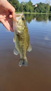 Largemouth Bass