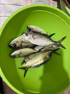 Yellow Jack