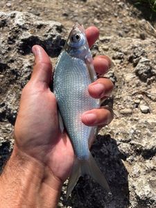 Common Bream