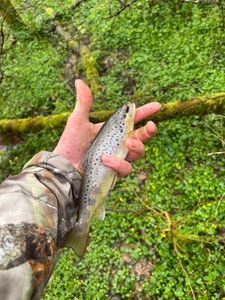 Brown Trout