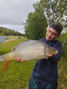 Common Carp