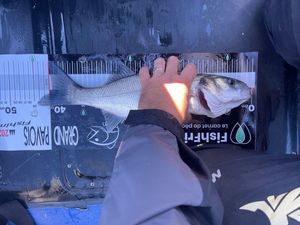 European Bass (Seabass)