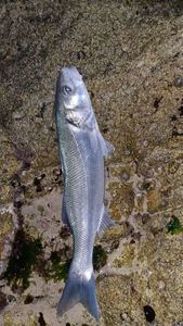 European Bass (Seabass)