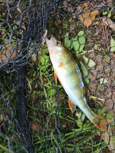 European Perch