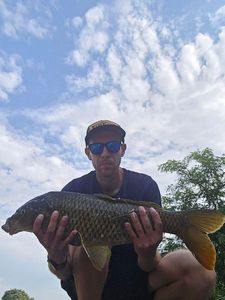 Common Carp