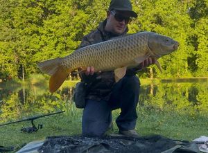 Common Carp