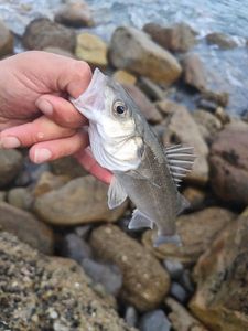 European Bass (Seabass)