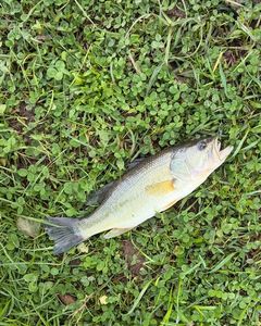 Smallmouth Bass