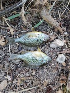 Green Sunfish
