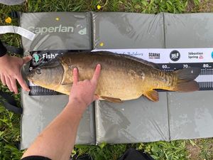 Leather Carp
